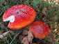 Légyölő galóca (Amanita muscaria), Őrség